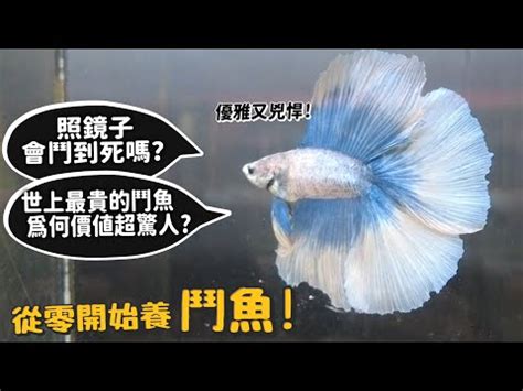 魚打架|【魚打架】觀賞魚的格鬥全攻略：找出打架原因，絕招。